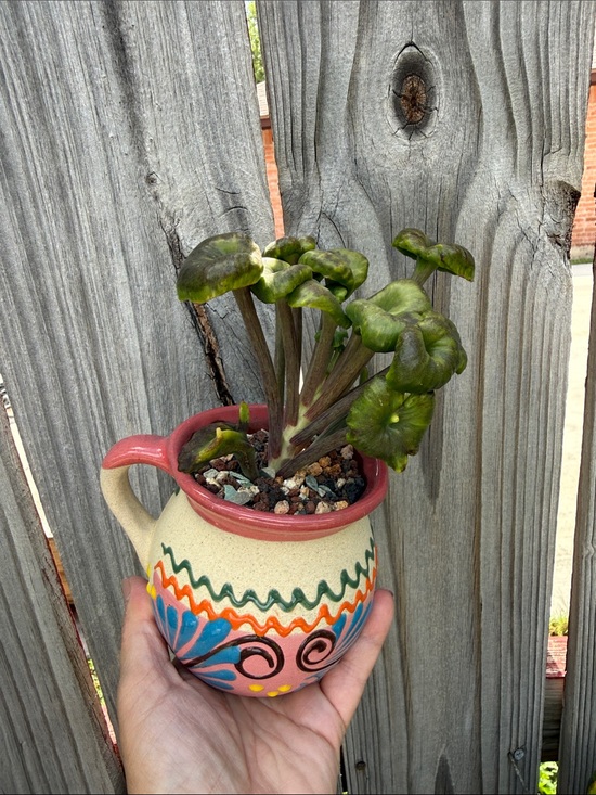 Succulent Other - Extremely Rare & Exotic Live Succulent Plant in pot “Kalanchoe Angel Trumpet”